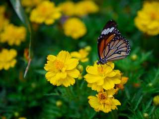 close up beautiful orange butterfly Common Tiger (Danaus genutia) on yellow flower with green garden background