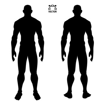 human body anatomy male man , front and back muscular system of muscles . flat medical scheme poster of training healthcare gym , vector illustration
