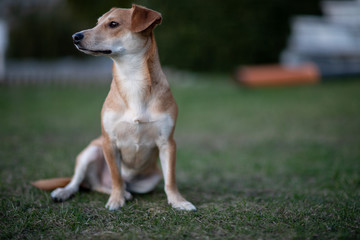 Portret psa © andsko