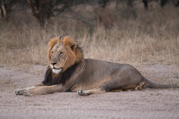 beautiful large maned male lion