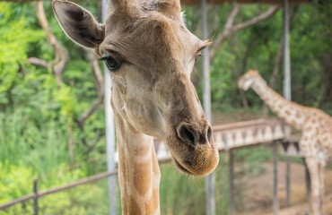 giraffe in a wildlife park