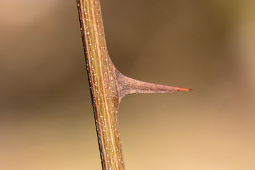 Close up of the thorn of a thorn of a robonia pseudoacacia plant