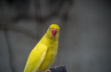 yellow parrot on a branch