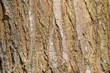 bark of a robinia tree