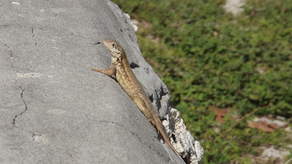 Lizard on a hot rock