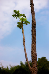 palm branch against the blue cloudy sky