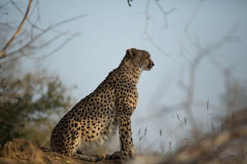 Female Cheetah sitting on top of a termite mound busy hunting. 