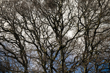 Tree branches with no leaves