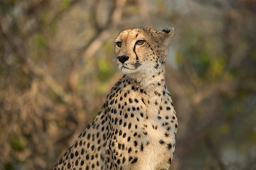 Female Cheetah sitting on top of a termite mound busy hunting. 