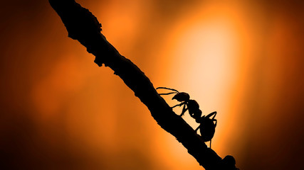 Silhouette Ant with sunlight close up