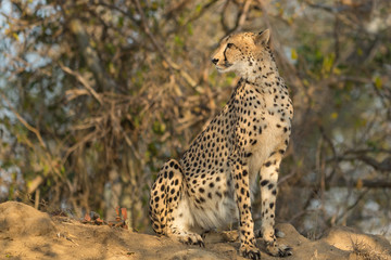 Female Cheetah sitting on top of a termite mound busy hunting. 