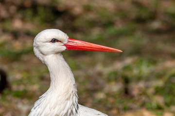 Close up of the head of a white stork in forest 