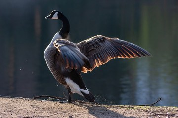 Imposante Kanada-Gans zeigt stolz Ihre Flügel im Frühlingssonnenschein am Morgen