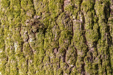 mossy bark of a tree