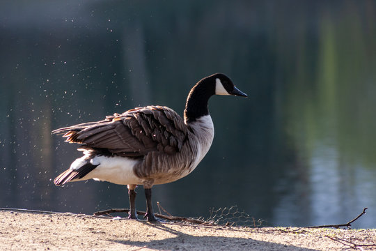 Stolze Kanada-Gans an einem kalten Fr&uuml;hlingsmorgen w&auml;rmt sich in der Sonne