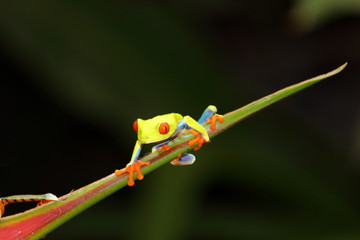 Rainette aux yeux rouges