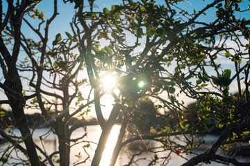 Sunburst Through The Trees 