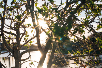 Sunburst Through The Trees 