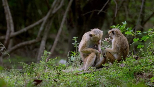 Mother macaque monkey hugging her baby