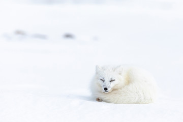 Arctic fox on the snow in Svalbard.