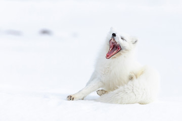 Naklejka premium Arctic fox on the snow in Svalbard.