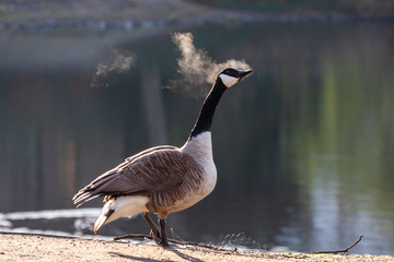 In der Kälte rauchende Kanada-Gans im Morgensonnenschein