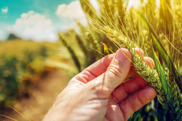 Farmer controlling wheat crop plant development