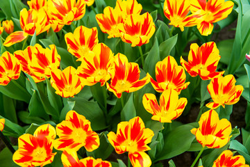 Fototapeta premium beautiful dutch tulips blooming in spring