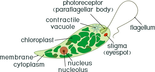 Diagram of Euglena. Structure of Euglena viridis with titles