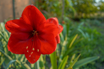 Amarillys flower in the garden at home