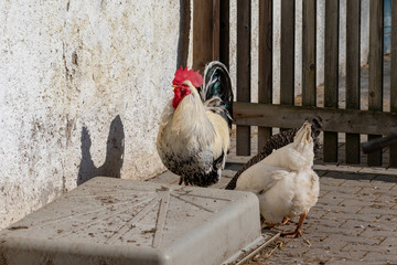 rooster on farm