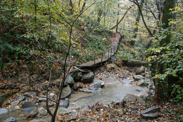 Tropical greens in the gorges of the Caucasus. Cloudy weather, rain, the area of Sochi.