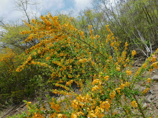Wild flowering plant in Bequia