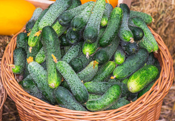 Basket with cucumbers. These vegetables are grown by a farmer in compliance with the requirements of organic farming.
