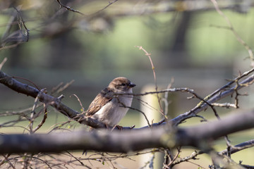 Single sparrow sitting on a branch