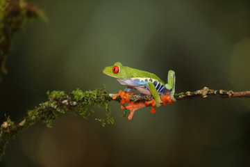 Rainette à yeux rouges