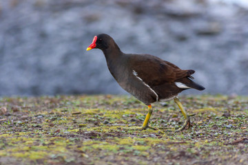 Teichhuhn mit rot-gelbem Schnabel, schwarzem Gefieder und grün-gelben Beinen auf Nahrungssuche