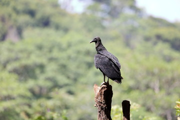 Urubu à tete noire