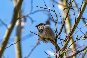 Sparrow sitting on a tree