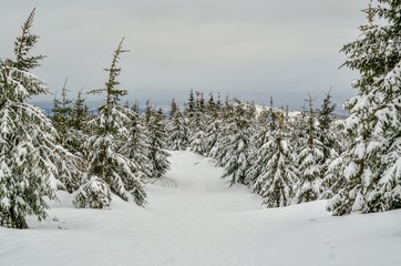 Beautiful snow-white mountain landscape. Snow-covered green Christmas trees on a mountain trail.