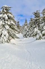 Fototapeta na wymiar Beautiful snow-white mountain landscape. Snow-covered green Christmas trees on a mountain trail.
