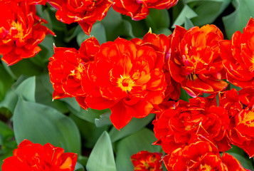 beautiful dutch tulips blooming in spring
