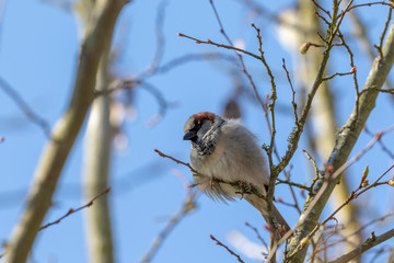 Single sparrow sitting on a branch of a tree in front of blue sky