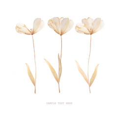 Naciskający i wysuszony tulipanu kwiat na białym tle. Do użytku w scrapbookingu - 256501629