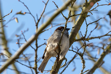 bird on a branch