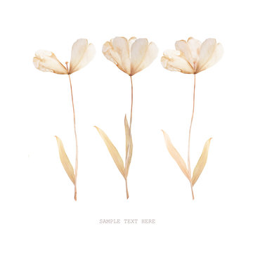 Pressed and dried tulips flower on a white background. For use in scrapbooking