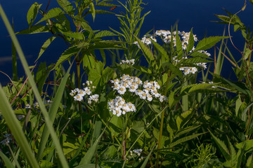 flowers in the garden
