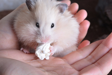 hamster sits on his hands and eats marshmallows