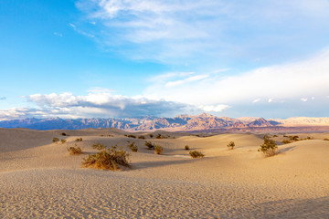 Mesquite flats in the death valley desert in sunset light