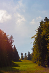 Enigmatic sunbeam over a green meadow and fir trees in autumn